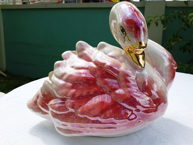 Pink swan